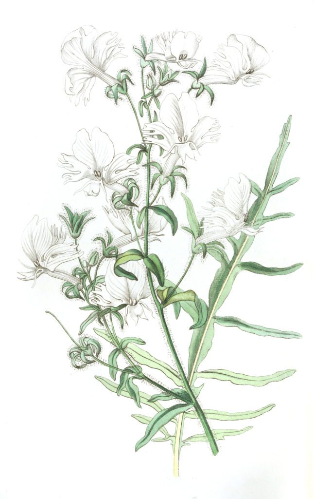 White Schizanthus