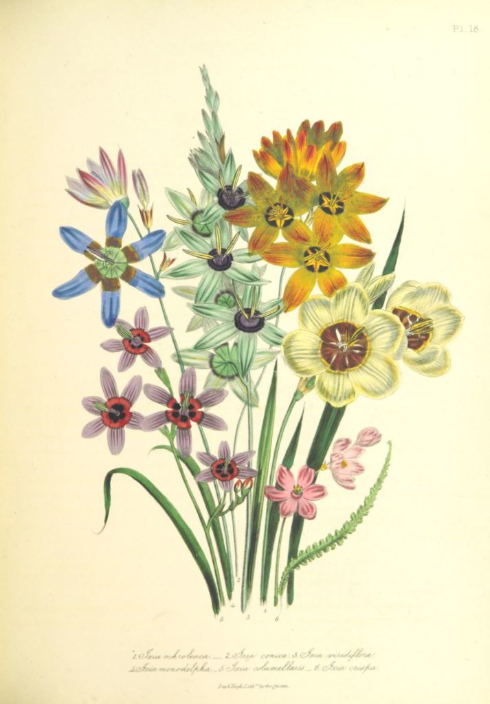 vintage flower illustrations ixia Jane C Loudon