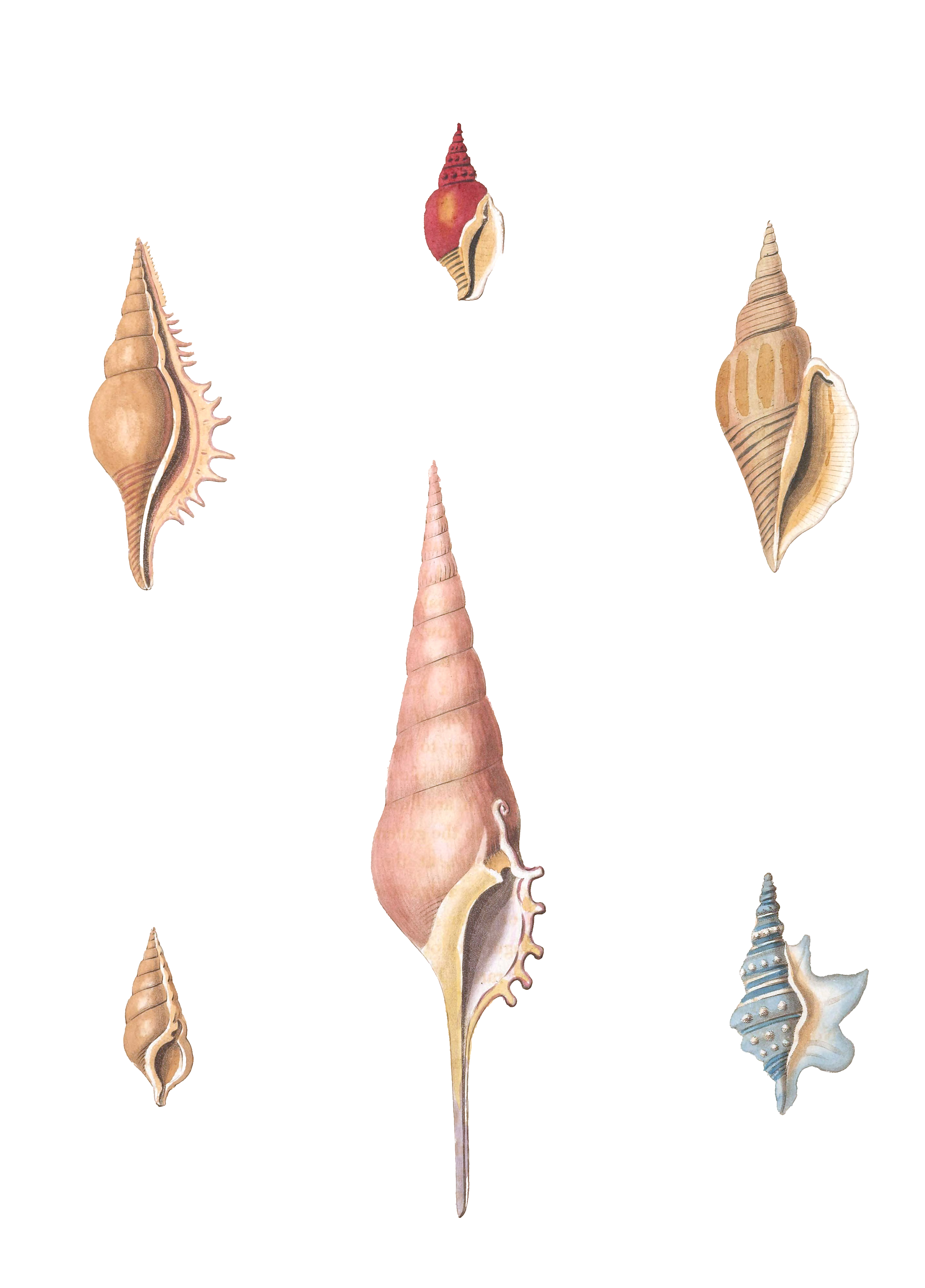 056 Various Shell illustration by Vero Shaw