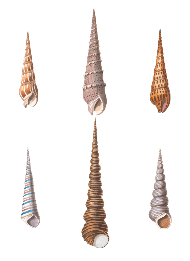 076 Various Shell illustration by Vero Shaw