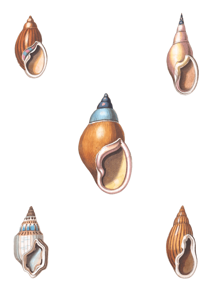 128 Various Shell illustration by Vero Shaw