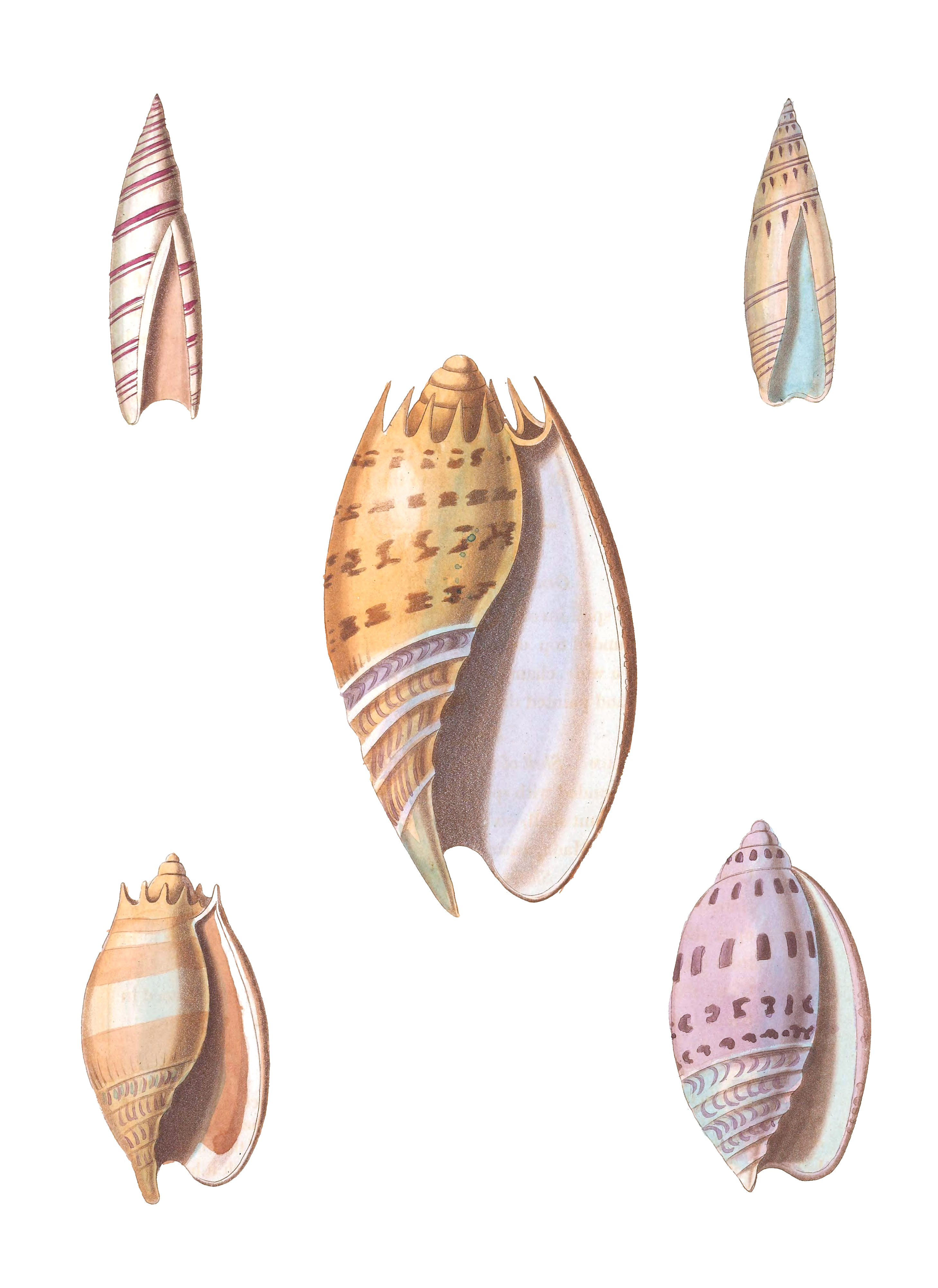 160 Various Shell illustration by Vero Shaw