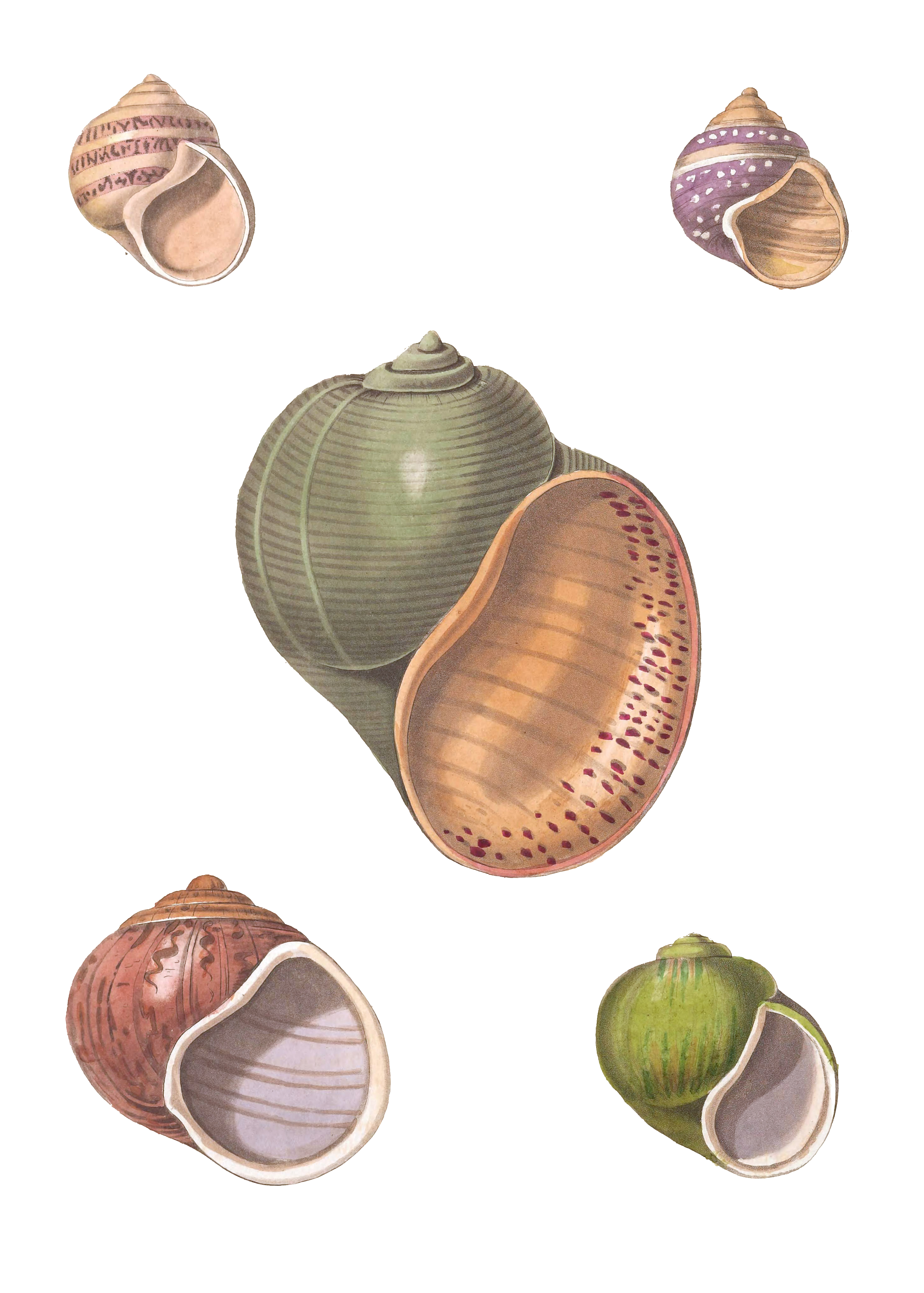 164 Various Shell illustration by Vero Shaw