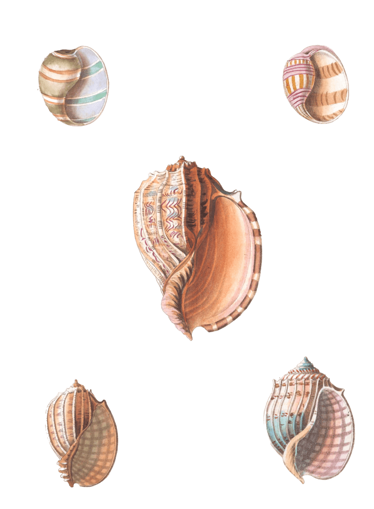 172 Various Shell illustration by Vero Shaw
