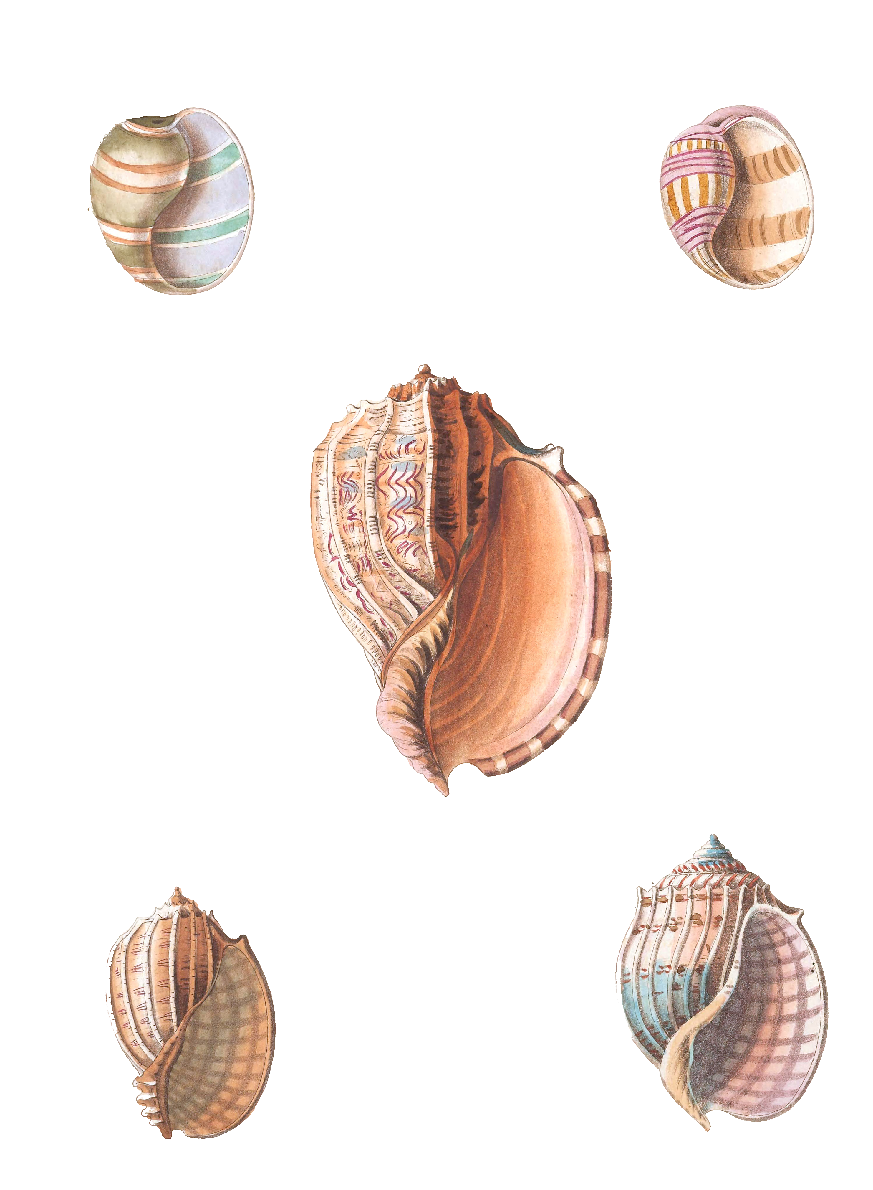 172 Various Shell illustration by Vero Shaw