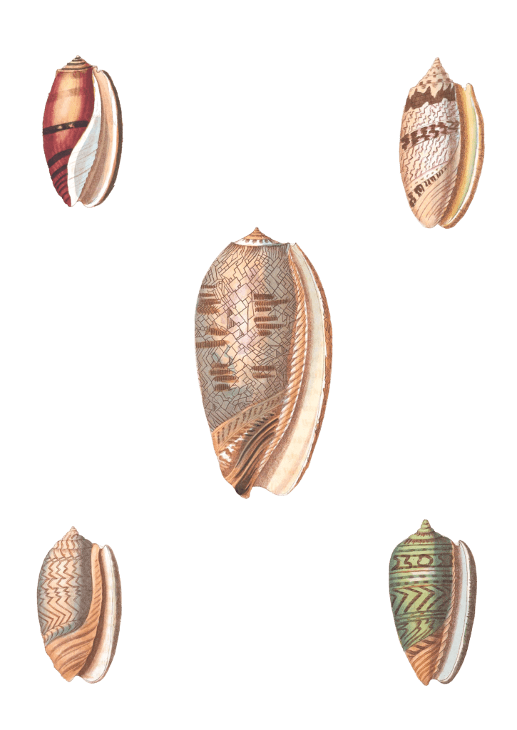 176 Various Shell illustration by Vero Shaw