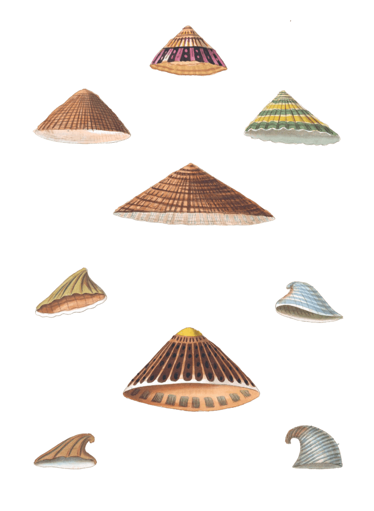 184 Various Shell illustration by Vero Shaw