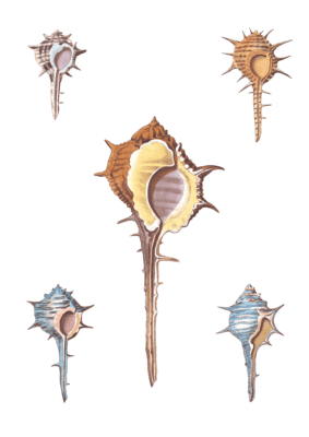 196 Various Shell illustration by Vero Shaw