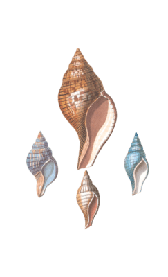 212 Various Shell illustration by Vero Shaw