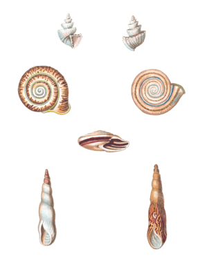 216 Various Shell illustration by Vero Shaw