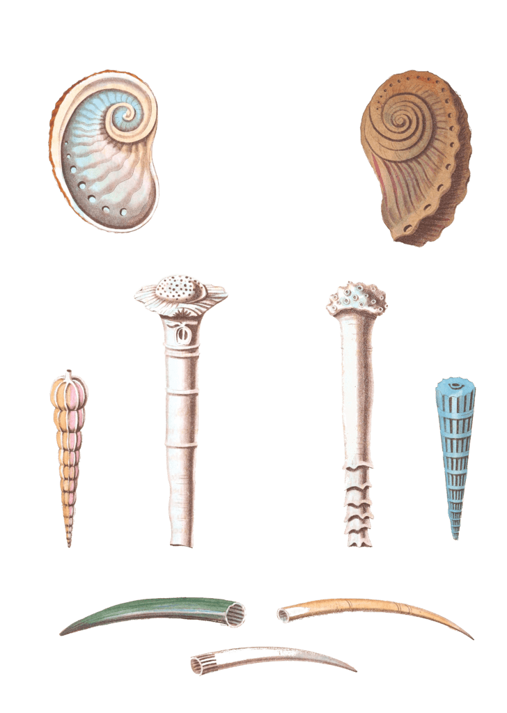 220 Various Shell illustration by Vero Shaw