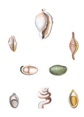 224 Various Shell illustration by Vero Shaw