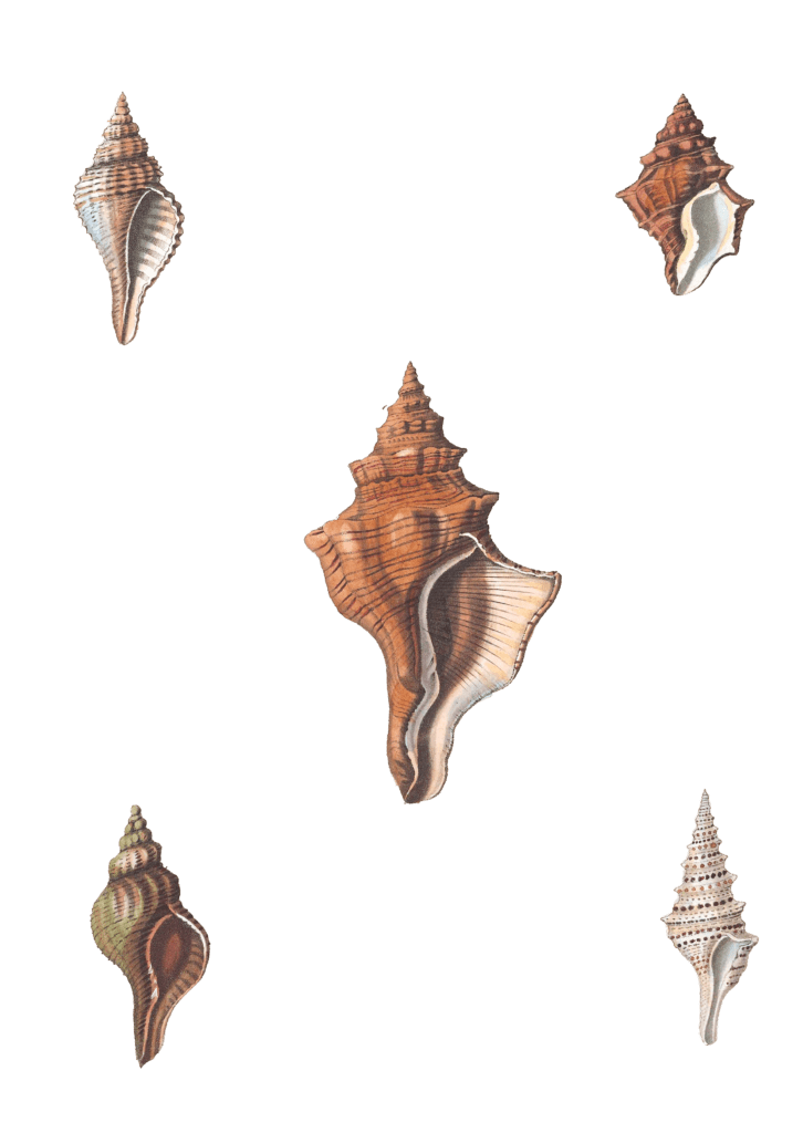 228 Various Shell illustration by Vero Shaw