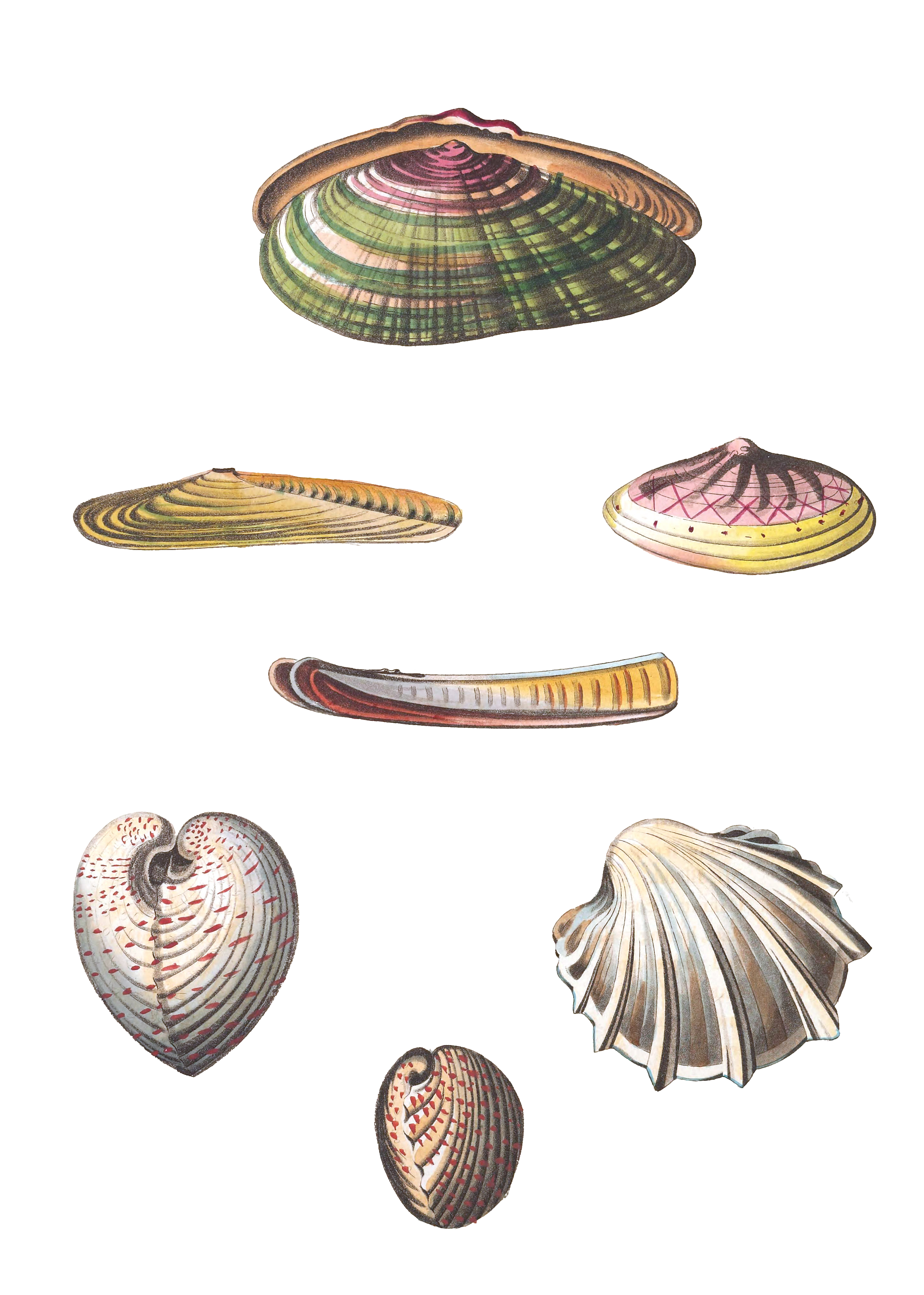 240 Various Shell illustration by Vero Shaw