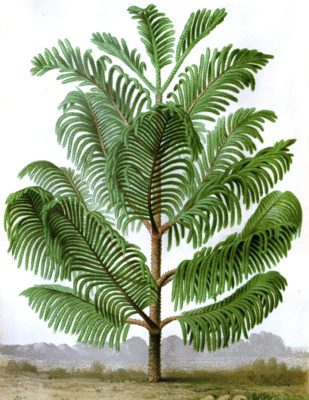Araucaria Balansae palm