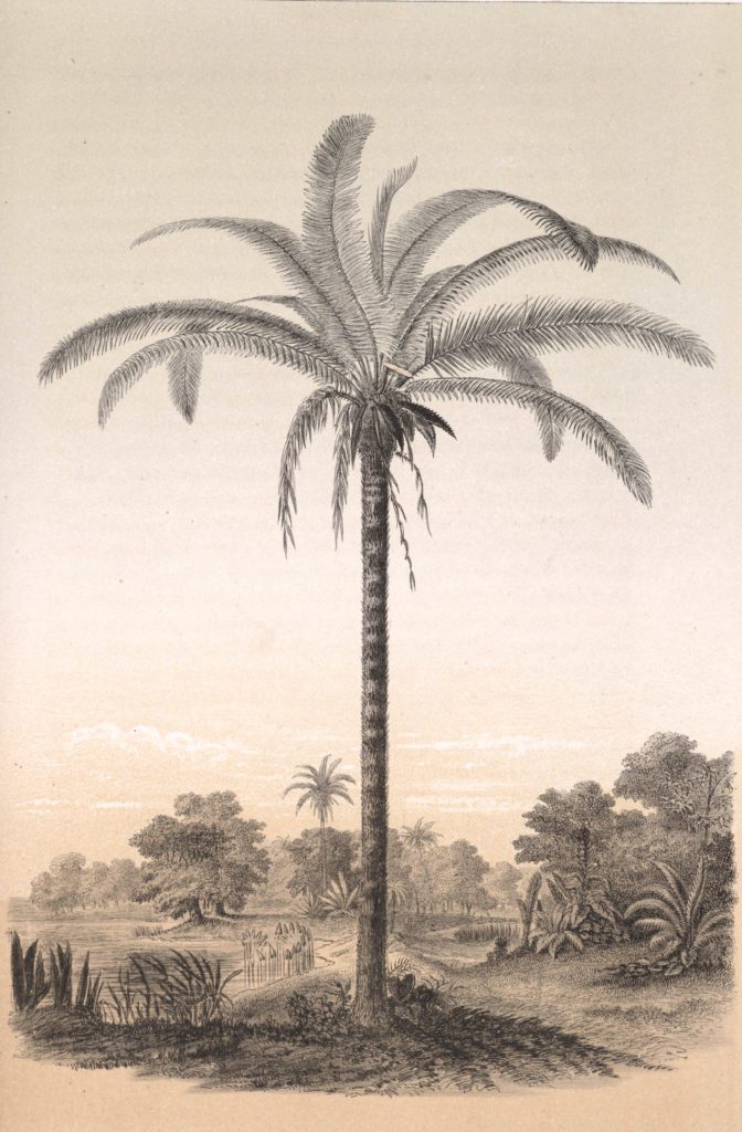 Astiocaiyum palm