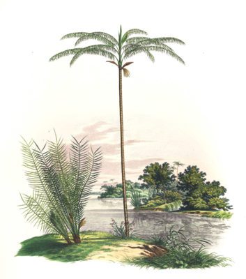 Astrocaryum Oenocarpus