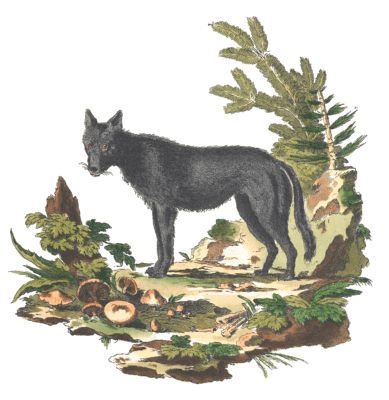 Black Wolf Vintage Illustration from 1775
