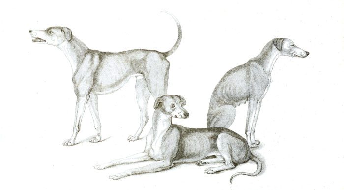 Black and White American Bloodhounds illustrations By Robert Huish 1830