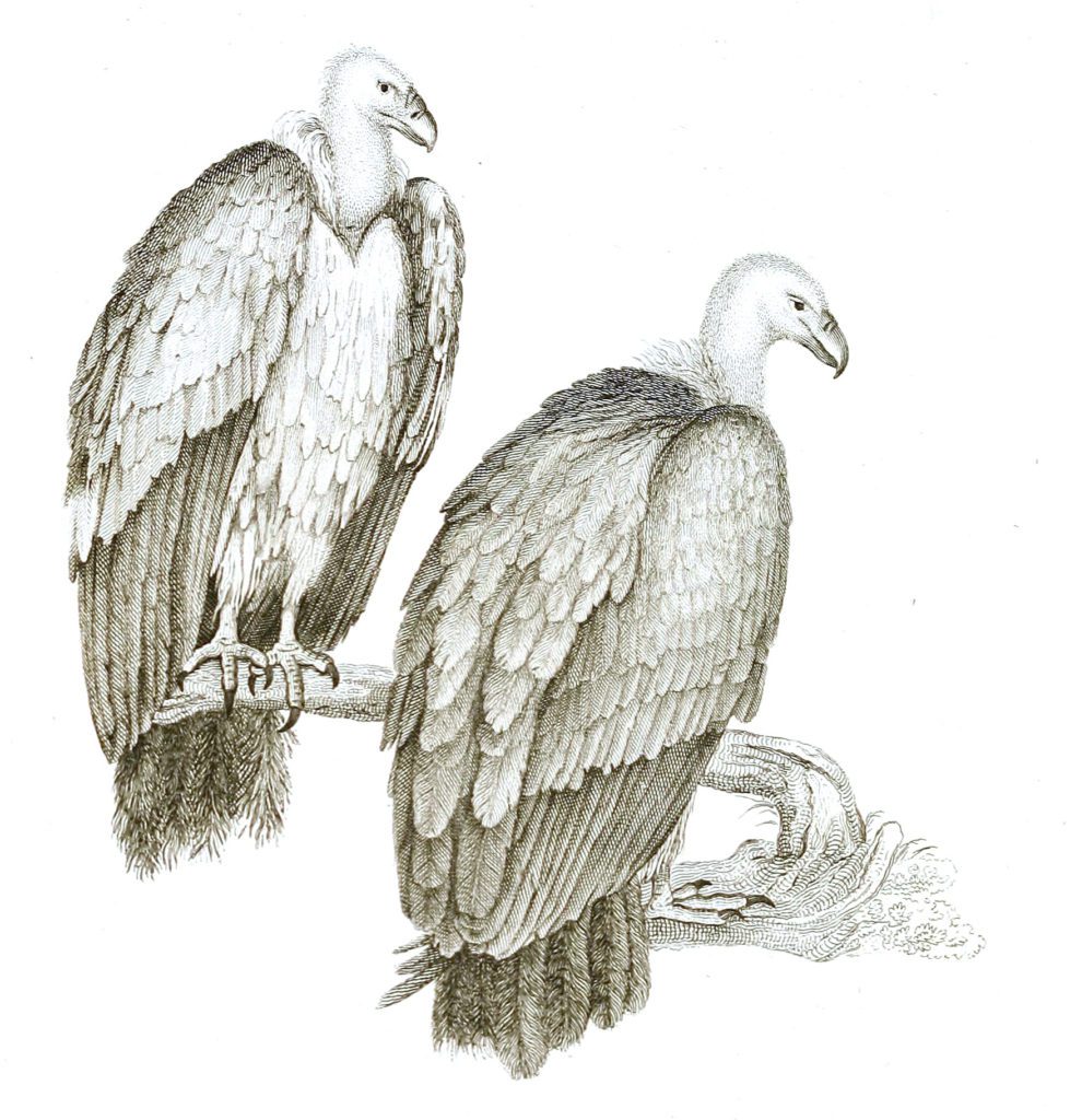 Black and White Ash Coloured Vultures illustrations By Robert Huish 1830