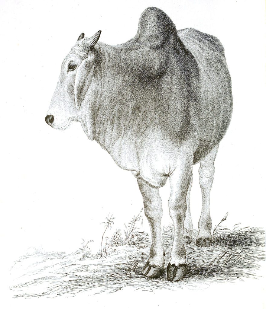 Black and White Brahmin Bull illustrations By Robert Huish 1830