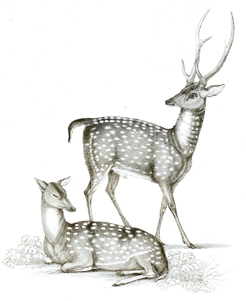 Black and White Ganges Stag illustrations By Robert Huish 1830