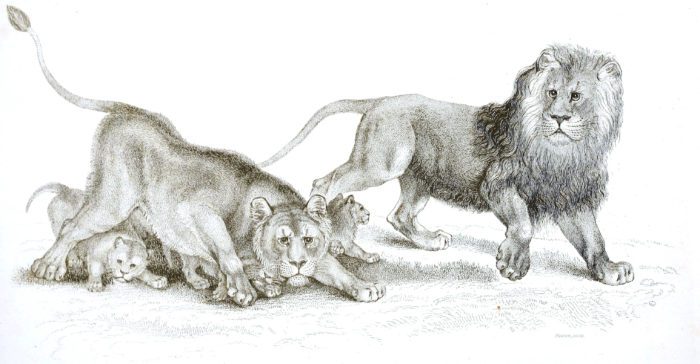Black and White Lion Cubs illustrations By Robert Huish 1830