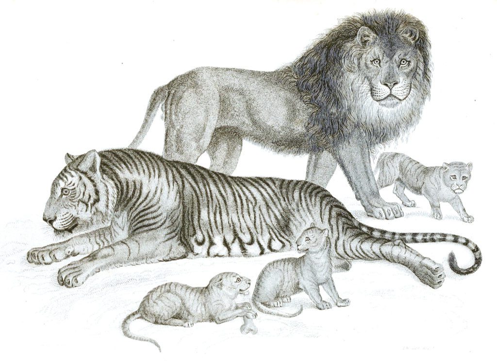 Black and White Lion Tiger illustrations By Robert Huish 1830