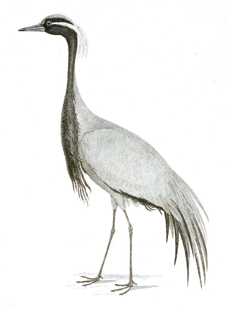 Black and White Numidian Crane illustrations By Robert Huish 1830