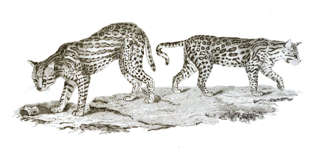 Black and White Ocelots illustrations By Robert Huish 1830