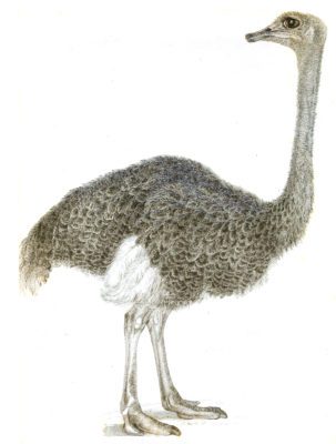 Black and White Ostrich illustrations By Robert Huish 1830