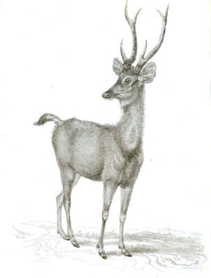 Black and White Rusa Deer or Samboo Stag illustrations By Robert Huish 1830