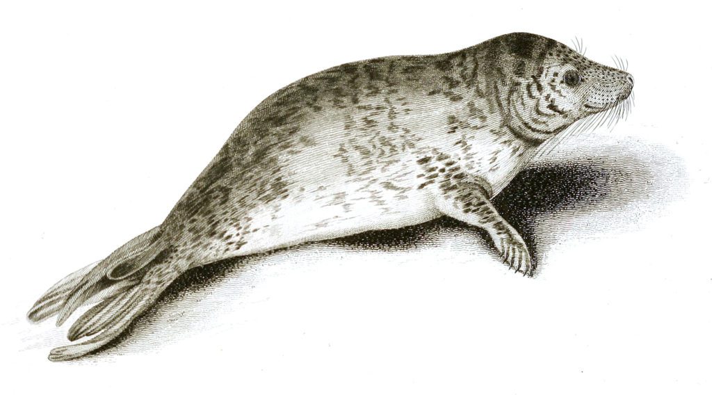 Black and White Seal illustrations By Robert Huish 1830