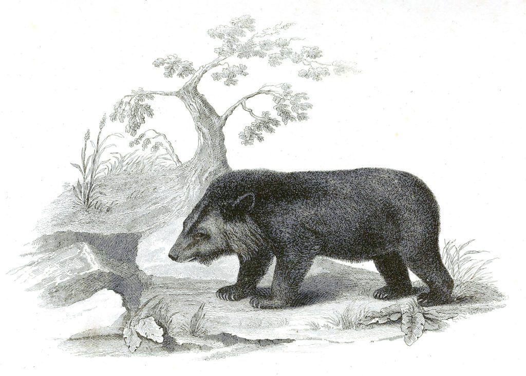Black and White Tibet Bear illustrations By Robert Huish 1830