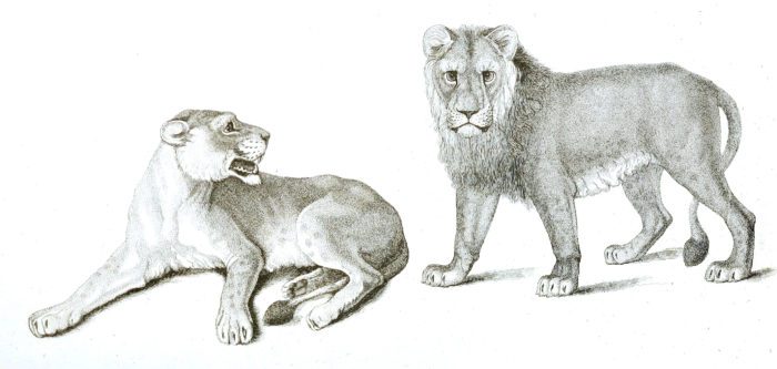 Black and White White Lions illustrations By Robert Huish 1830