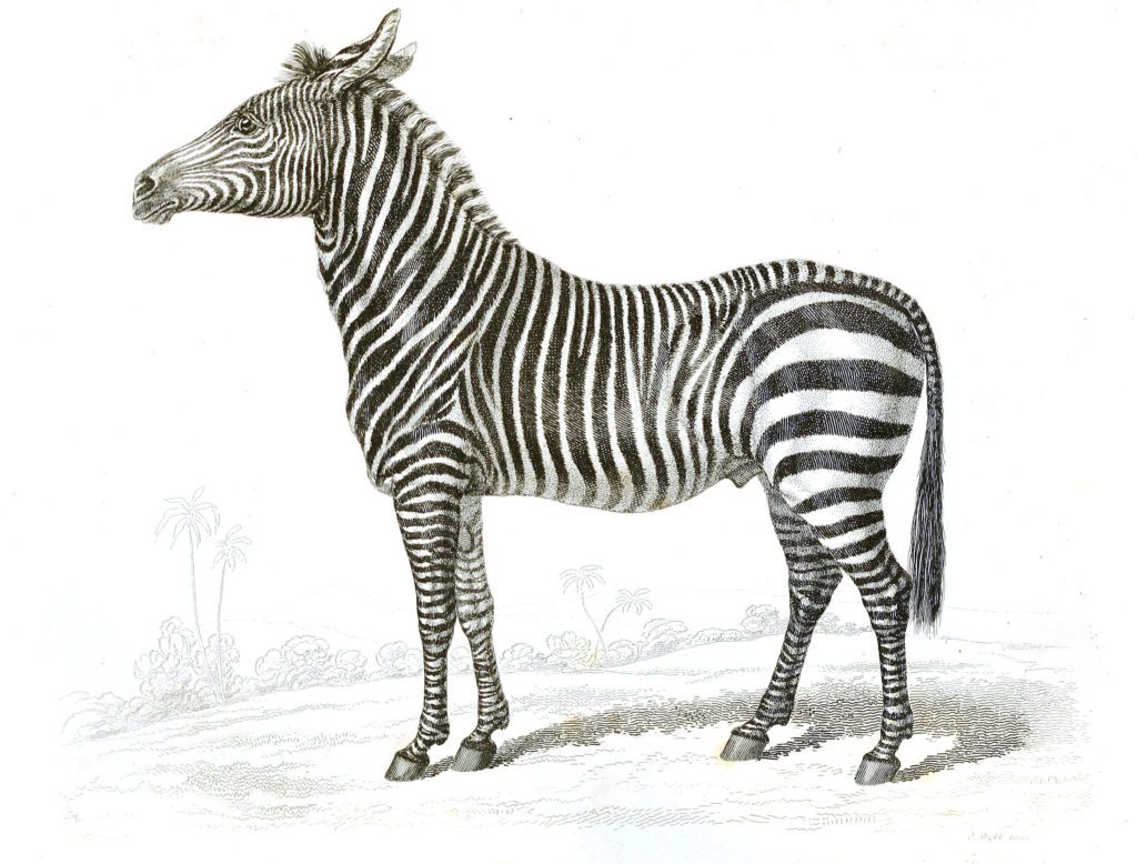 Black and White Zebra illustrations By Robert Huish 1830