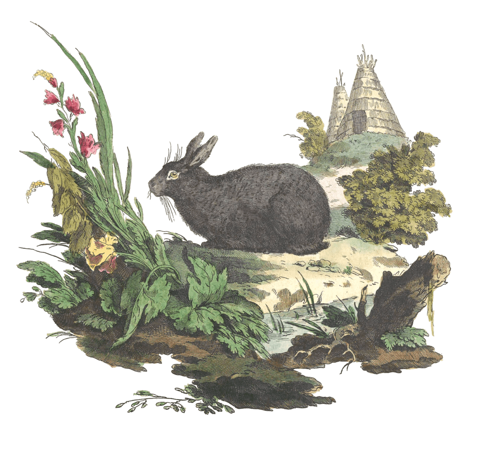 Blak Rabbit Vintage Illustration from 1775