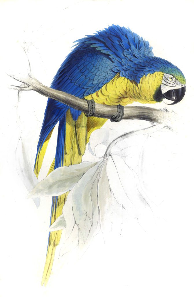 Blue and Yellow Maccaw