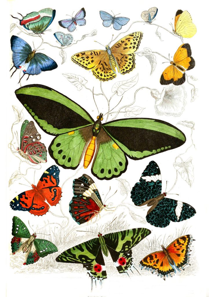 Butterflies illustrations By Georges Cuvier 1839