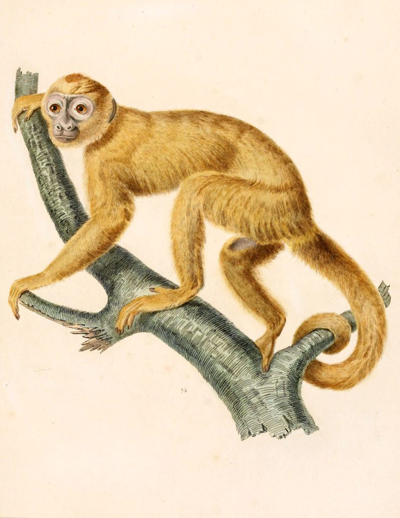 Cebus Monkey
