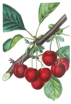 Cherries red