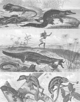 Crocodiles and reptiles