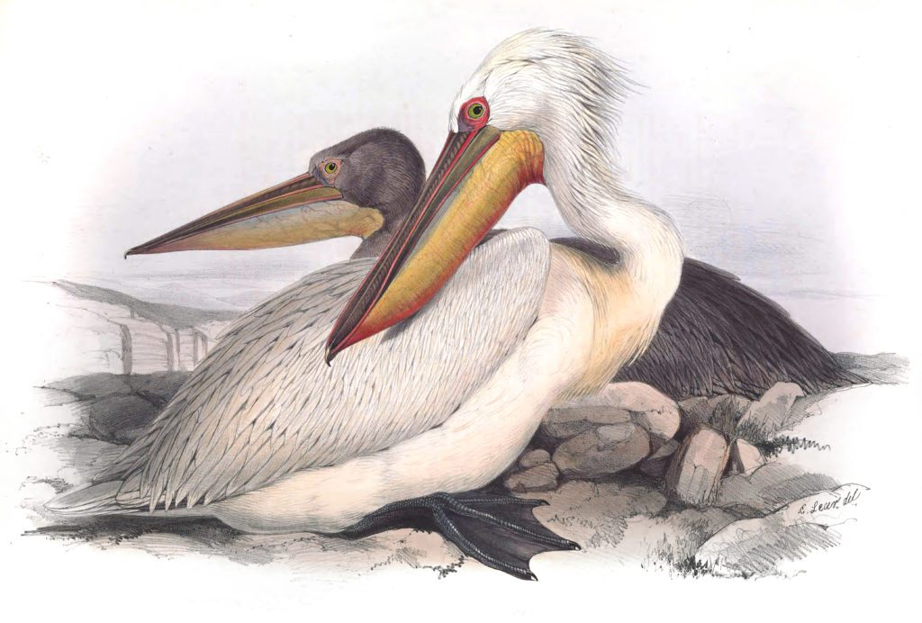 Dalmatian Pelican