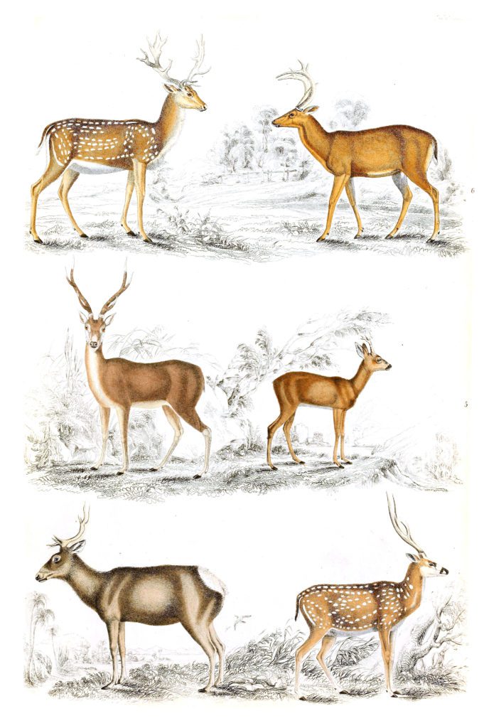 Deer illustrations By Georges Cuvier 1839