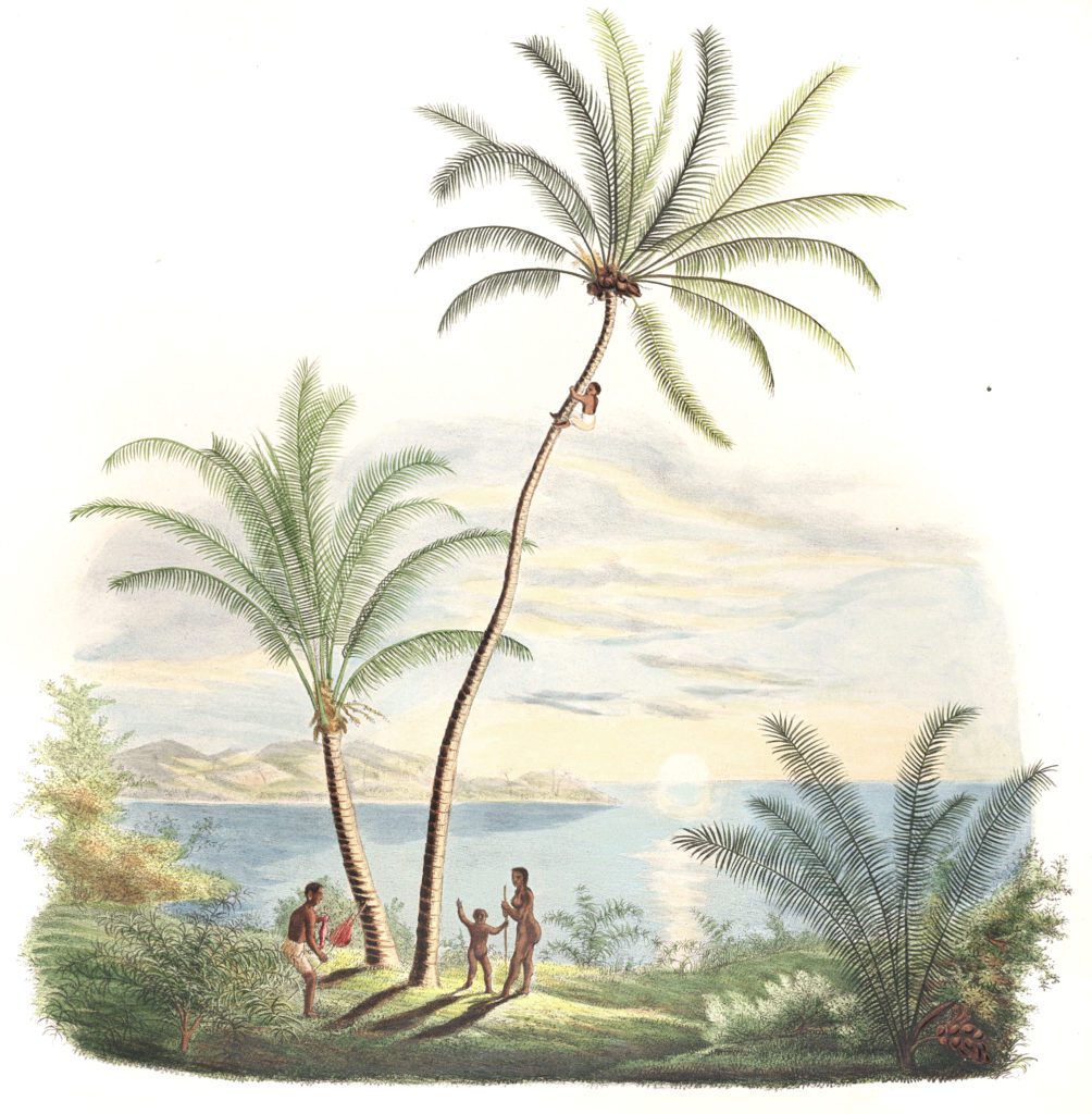 Diplothemium cocos attalea