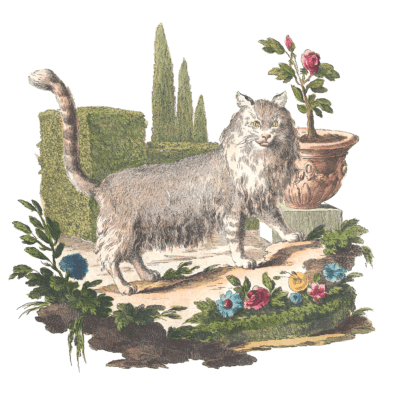 Domestic Cat 1 Vintage Illustration from 1775