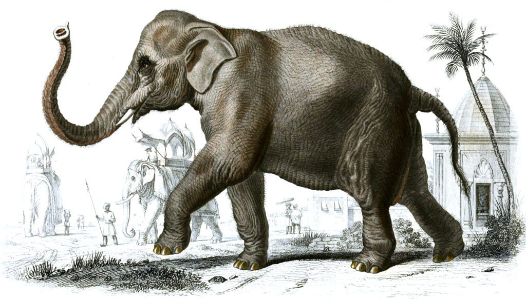 Elephant illustration by Charles d Orbigny