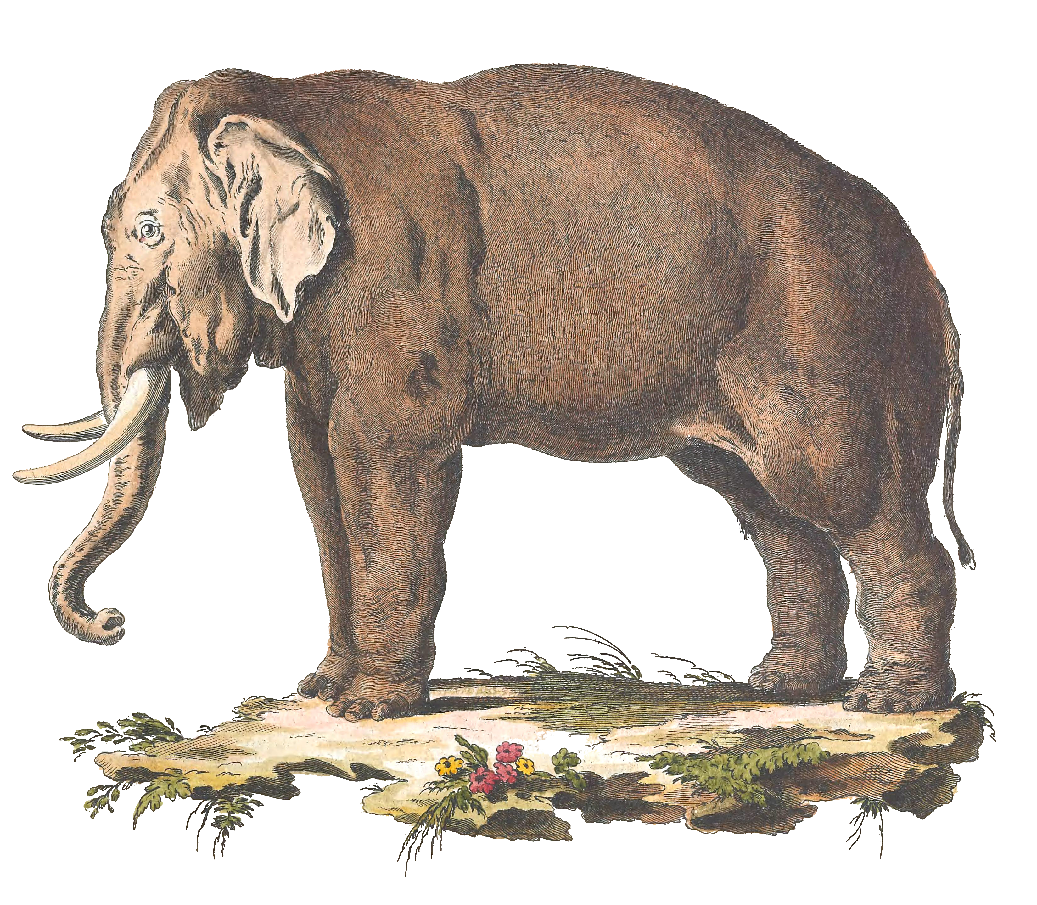 Elephant Vintage Illustration from 1775