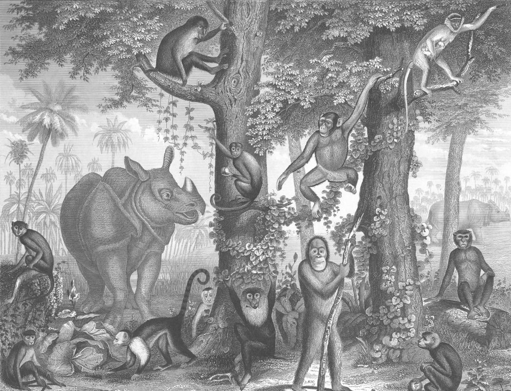 Forest with primates and a Rhino