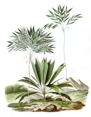 Geonoma palm